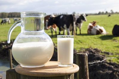 女人吃什么對(duì)乳房好？這6種食物可常吃，乳制品排第一